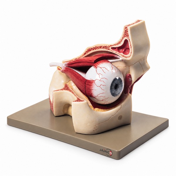 Eye with Orbit Model